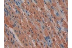 Detection of MAP2K2 in Mouse Stomach Tissue using Polyclonal Antibody to Mitogen Activated Protein Kinase Kinase 2 (MAP2K2)