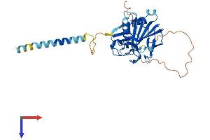 AlphaFold protein structure predicition of Mouse Recombinant Cgrrf1 Protein, UniprotID Q8BMJ7