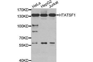 Western Blotting (WB) image for anti-HIV-1 Tat Specific Factor 1 (HTATSF1) antibody (ABIN1877006) (HTATSF1 anticorps)
