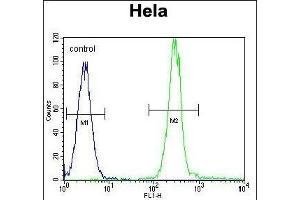 Vimentin Antibody (C-term) (ABIN389212 and ABIN2839367) flow cytometric analysis of Hela cells (right histogram) compared to a negative control cell (left histogram). (Vimentin anticorps  (C-Term))