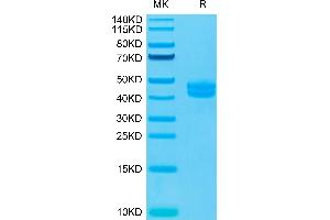 Cynomolgus CD3E&CD3G on Tris-Bis PAGE under reduced conditions.
