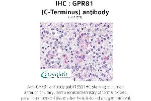 Image no. 1 for anti-G Protein-Coupled Receptor 81 (GPR81) (C-Term) antibody (ABIN1735170) (GPR81 anticorps  (C-Term))