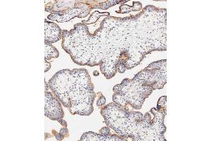 Immunohistochemical analysis of paraffin-embedded human placent tissue using  performed on the Leica® BOND RXm.