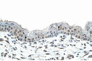 Immunohistochemistry with Human Skin lysate tissue