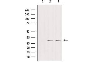 Western blot analysis of extracts from various samples, using DNAJB3 Antibody. (DnaJ (Hsp40) Homolog, Subfamily B, Member 3 (DNAJB3) (Internal Region) anticorps)
