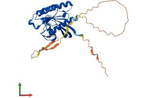 AlphaFold protein structure predicition of Human Recombinant RASL12 Protein, UniprotID Q9NYN1