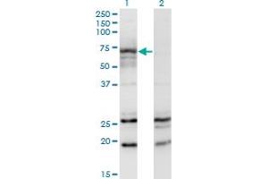 Western Blot analysis of MGAT3 expression in transfected 293T cell line by MGAT3 monoclonal antibody (M01), clone 2G4. (MGAT3 anticorps  (AA 430-531))