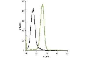 Cell surface detection of TrkB in live intact HL-60 (human promyelocytic leukemia cells) cell line: (black line) Cells + goat-anti-rabbit-FITC.