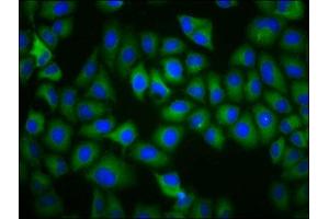 Immunofluorescence staining of Hela cells with ABIN7172324 at 1:200, counter-stained with DAPI. (TAAR5 anticorps  (AA 1-34))