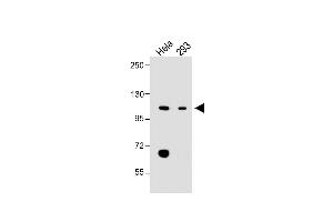 All lanes : Anti-LONP1 Antibody (Center) at 1:2000 dilution Lane 1: Hela whole cell lysate Lane 2: 293 whole cell lysate Lysates/proteins at 20 μg per lane. (LONP1 anticorps  (AA 389-418))