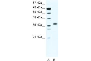 WB Suggested Anti-BHLHB5 Antibody   Titration: 2. (BHLHE22 anticorps  (N-Term))
