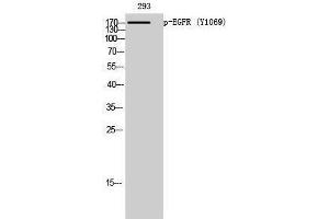 Western Blotting (WB) image for anti-Epidermal Growth Factor Receptor (EGFR) (pTyr1069) antibody (ABIN3179543) (EGFR anticorps  (pTyr1069))