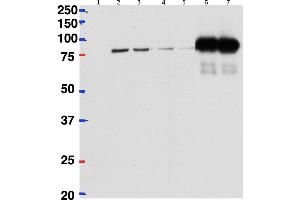 HeLa lysate either in RIPA buffer (lanes 1, 2, 4, 6) or TX100 buffer (lanes 3, 5, 7) overexpressing Mouse CSTF2 (64 kDa)  (DYKDDDDK tagged) immunoprecipitated using  ABIN1686783 (2 µg)  with Protein G-coated magnetic beads in lanes 6 and 7 and probed with anti-DYKDDDDK (1/1000).
