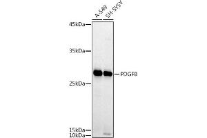 Western blot analysis of extracts of various cell lines, using PDGFB antibody (ABIN3021688, ABIN3021689, ABIN3021690 and ABIN6215511) at 1:1000 dilution.