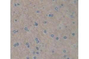 IHC-P analysis of Kidney tissue, with DAB staining. (FGF15 anticorps  (AA 25-218))