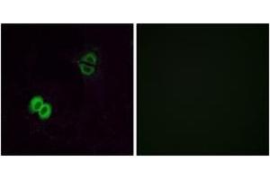 Immunofluorescence (IF) image for anti-Similar To Olfactory Receptor, Family 2, Subfamily T, Member 1 (OR2T1) (AA 231-280) antibody (ABIN2890990) (OR2T1 anticorps  (AA 231-280))