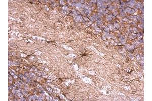 IHC-P Image ENSA antibody detects ENSA protein at cytosol on rat hind brain by immunohistochemical analysis.