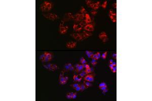 Immunofluorescence analysis of HepG2 cells using APOE Rabbit pAb (ABIN6133561, ABIN6137017, ABIN6137019 and ABIN6213793) at dilution of 1:100 (40x lens). (APOE anticorps  (AA 200-300))