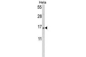 Western blot analysis of SNRPD2 Antibody (N-term) in Hela cell line lysates (35ug/lane). (SNRPD2 anticorps  (N-Term))