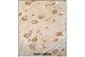 CNGA4 Antibody (N-term) (ABIN655756 and ABIN2845200) immunohistochemistry analysis in formalin fixed and paraffin embedded human brain tissue followed by peroxidase conjugation of the secondary antibody and DAB staining.