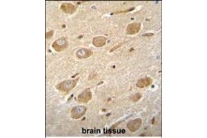 CNGA4 Antibody (N-term) (ABIN655756 and ABIN2845200) immunohistochemistry analysis in formalin fixed and paraffin embedded human brain tissue followed by peroxidase conjugation of the secondary antibody and DAB staining. (CNGA4 anticorps  (N-Term))