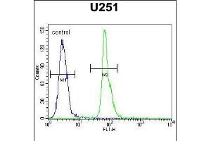 Flow cytometric analysis of U251 cells (right histogram) compared to a negative control cell (left histogram). (COPZ2 anticorps  (C-Term))