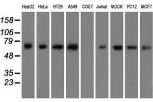 Western blot analysis of extracts (35 µg) from 9 different cell lines by using anti-ARNTL monoclonal antibody. (ARNTL anticorps)