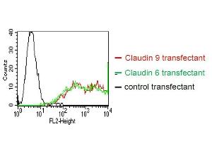 BOSC23 cells were transiently transfected with an expression vector encoding either Claudin 9 (red curve), Claudin 6 (green curve) or an irrelevant protein (control transfectant). (Claudin 6/9 anticorps)