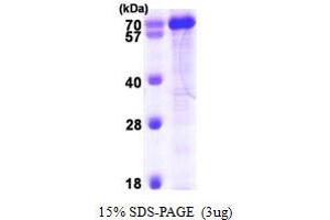 SDS-PAGE (SDS) image for Cyclophilin-Like 4/PPIL4 (AA 1-492) (Active) protein (His tag) (ABIN667837)