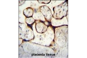 ECE1 Antibody (Center) D immunohistochemistry analysis in formalin fixed and paraffin embedded human placenta tissue followed by peroxidase conjugation of the secondary antibody and DAB staining.