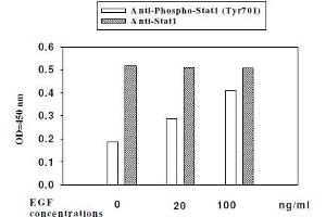 A431 cells were stimulated by different concentration EGF for 30 min at 37 °C