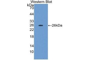 Western Blotting (WB) image for anti-Fibulin 3 (FBLN3) (AA 258-493) antibody (Biotin) (ABIN1176446)