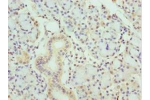 Immunohistochemistry of paraffin-embedded human pancreatic tissue using ABIN7157198 at dilution of 1:100 (Kallikrein 1 anticorps  (AA 35-276))