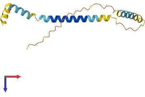 AlphaFold protein structure predicition of Mouse Recombinant Slc51b Protein, UniprotID Q80WK2