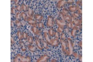 IHC-P analysis of Mouse Tissue, with DAB staining. (Factor VIII anticorps  (AA 1854-1989))