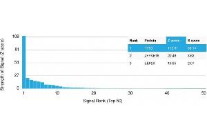 Analysis of Protein Array containing more than 19,000 full-length human proteins using p53 Recombinant Rabbit Monoclonal Antibody (TP53/1799R) Z- and S- Score: The Z-score represents the strength of a signal that a monoclonal antibody (MAb) (in combination with a fluorescently-tagged anti-IgG secondary antibody) produces when binding to a particular protein on the HuProtTM array. (Recombinant p53 anticorps)
