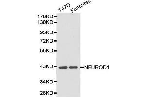 Western Blotting (WB) image for anti-Neuronal Differentiation 1 (NEUROD1) (AA 1-70) antibody (ABIN3021548) (NEUROD1 anticorps  (AA 1-70))