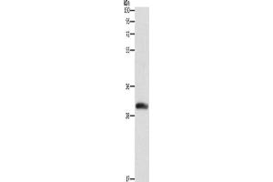 Western Blotting (WB) image for anti-Deoxycytidine Kinase (DCK) antibody (ABIN2429500) (DCK anticorps)