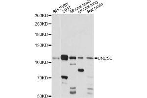 Western blot analysis of extracts of various cell lines, using UNC5C antibody (ABIN6291228) at 1:1000 dilution. (Unc5c anticorps)