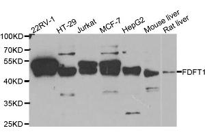 Western blot analysis of extracts of various cell lines, using FDFT1 antibody (ABIN5973667) at 1/1000 dilution. (FDFT1 anticorps)