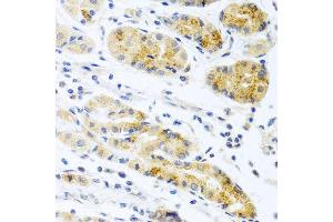 Immunohistochemistry of paraffin-embedded human stomach using PROK2 antibody at dilution of 1:100 (40x lens). (PROK2 anticorps)