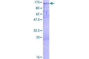 Image no. 1 for Protocadherin alpha 7 (PCDHA7) (AA 1-937) protein (GST tag) (ABIN1314185)