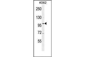 Western blot analysis of DDX27 Antibody (C-term) Cat. (DDX27 anticorps  (C-Term))