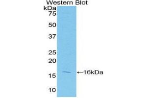 Western Blotting (WB) image for anti-Caspase 2, Apoptosis-Related Cysteine Peptidase (CASP2) (AA 334-452) antibody (ABIN3208973) (Caspase 2 anticorps  (AA 334-452))