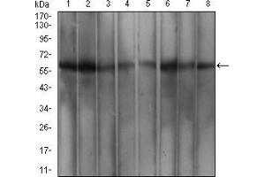 Western blot analysis using WTAP mouse mAb against MCF-7 (1), Hela (2), K562 (3), Hek293 (4), A549 (5), HepG2 (6), Jurkat (7), and Cos7 (8) cell lysate.