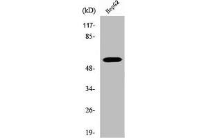 Western Blot analysis of HepG2 cells using V-ATPase B1 Polyclonal Antibody (ATP6V1B1 anticorps  (C-Term))