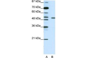 Western Blotting (WB) image for anti-Potassium Voltage-Gated Channel, Shaker-Related Subfamily, beta Member 2 (KCNAB2) antibody (ABIN2461572) (KCNAB2 anticorps)