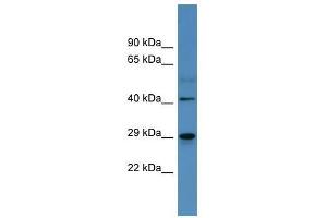 CA2 antibody used at 0.