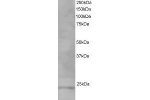 ABIN185184 staining (1µg/ml) of Human Testis lysate (RIPA buffer, 35µg total protein per lane). (VPS28 anticorps  (C-Term))