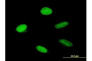 Immunofluorescence of purified MaxPab antibody to HMGA1 on HeLa cell. (HMGA1 anticorps  (AA 1-96))
